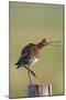 Black Tailed Godwit (Limosa Limosa) Standing on One Leg on Post Calling, Texel, Netherlands, May-Peltomäki-Mounted Photographic Print