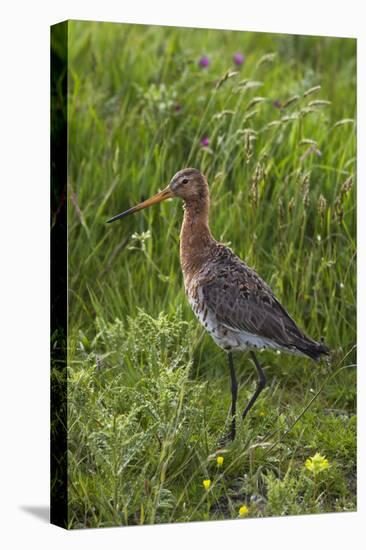 Black-Tailed Godwit (Limosa Limosa) Texel, Netherlands, May 2009-Peltomäki-Stretched Canvas