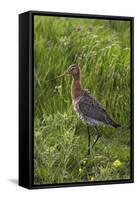 Black-Tailed Godwit (Limosa Limosa) Texel, Netherlands, May 2009-Peltomäki-Framed Stretched Canvas