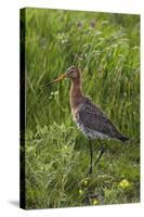 Black-Tailed Godwit (Limosa Limosa) Texel, Netherlands, May 2009-Peltomäki-Stretched Canvas