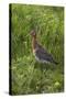 Black-Tailed Godwit (Limosa Limosa) Texel, Netherlands, May 2009-Peltomäki-Stretched Canvas