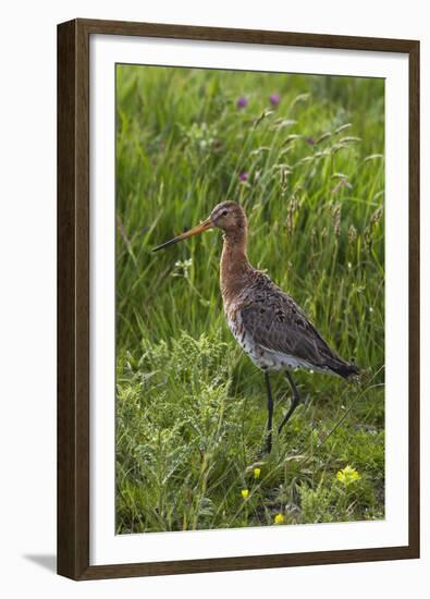 Black-Tailed Godwit (Limosa Limosa) Texel, Netherlands, May 2009-Peltomäki-Framed Premium Photographic Print