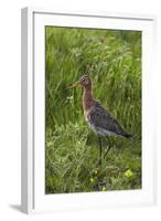 Black-Tailed Godwit (Limosa Limosa) Texel, Netherlands, May 2009-Peltomäki-Framed Premium Photographic Print