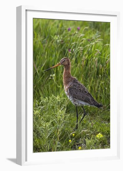 Black-Tailed Godwit (Limosa Limosa) Texel, Netherlands, May 2009-Peltomäki-Framed Premium Photographic Print