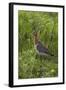 Black-Tailed Godwit (Limosa Limosa) Texel, Netherlands, May 2009-Peltomäki-Framed Premium Photographic Print