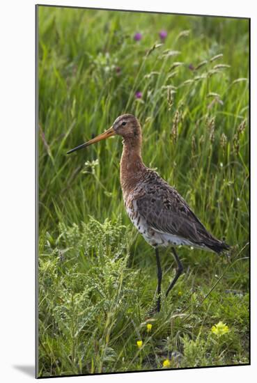 Black-Tailed Godwit (Limosa Limosa) Texel, Netherlands, May 2009-Peltomäki-Mounted Premium Photographic Print