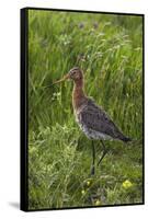 Black-Tailed Godwit (Limosa Limosa) Texel, Netherlands, May 2009-Peltomäki-Framed Stretched Canvas