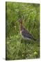 Black-Tailed Godwit (Limosa Limosa) Texel, Netherlands, May 2009-Peltomäki-Stretched Canvas