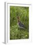 Black-Tailed Godwit (Limosa Limosa) Texel, Netherlands, May 2009-Peltomäki-Framed Photographic Print