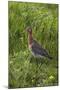 Black-Tailed Godwit (Limosa Limosa) Texel, Netherlands, May 2009-Peltomäki-Mounted Photographic Print