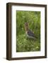 Black-Tailed Godwit (Limosa Limosa) Texel, Netherlands, May 2009-Peltomäki-Framed Photographic Print