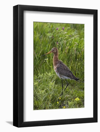 Black-Tailed Godwit (Limosa Limosa) Texel, Netherlands, May 2009-Peltomäki-Framed Photographic Print