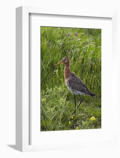 Black-Tailed Godwit (Limosa Limosa) Texel, Netherlands, May 2009-Peltomäki-Framed Photographic Print