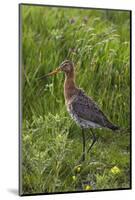 Black-Tailed Godwit (Limosa Limosa) Texel, Netherlands, May 2009-Peltomäki-Mounted Photographic Print