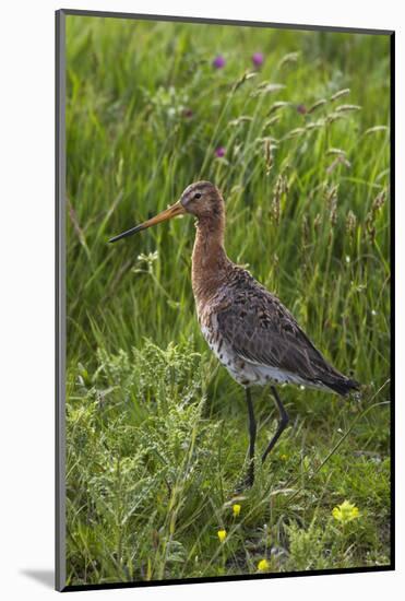 Black-Tailed Godwit (Limosa Limosa) Texel, Netherlands, May 2009-Peltomäki-Mounted Photographic Print