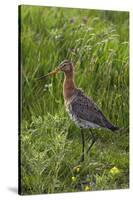 Black-Tailed Godwit (Limosa Limosa) Texel, Netherlands, May 2009-Peltomäki-Stretched Canvas