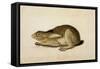 Black-Tailed Hare, 1841-John James Audubon-Framed Stretched Canvas