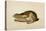 Black-Tailed Hare, 1841-John James Audubon-Stretched Canvas