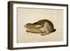 Black-Tailed Hare, 1841-John James Audubon-Framed Giclee Print