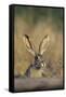 Black-Tailed Jack Rabbit Starr County, Texas-Richard and Susan Day-Framed Stretched Canvas