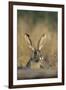 Black-Tailed Jack Rabbit Starr County, Texas-Richard and Susan Day-Framed Photographic Print