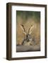 Black-Tailed Jack Rabbit Starr County, Texas-Richard and Susan Day-Framed Photographic Print