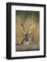 Black-Tailed Jack Rabbit Starr County, Texas-Richard and Susan Day-Framed Photographic Print