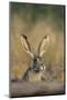 Black-Tailed Jack Rabbit Starr County, Texas-Richard and Susan Day-Mounted Photographic Print