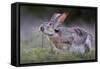 Black-tailed jackrabbit feeding on leaves, Texas, USA-Karine Aigner-Framed Stretched Canvas