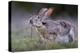 Black-tailed jackrabbit feeding on leaves, Texas, USA-Karine Aigner-Stretched Canvas