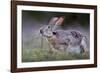 Black-tailed jackrabbit feeding on leaves, Texas, USA-Karine Aigner-Framed Photographic Print