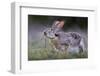 Black-tailed jackrabbit feeding on leaves, Texas, USA-Karine Aigner-Framed Photographic Print