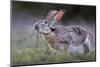 Black-tailed jackrabbit feeding on leaves, Texas, USA-Karine Aigner-Mounted Photographic Print