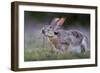 Black-tailed jackrabbit feeding on leaves, Texas, USA-Karine Aigner-Framed Photographic Print