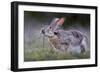 Black-tailed jackrabbit feeding on leaves, Texas, USA-Karine Aigner-Framed Photographic Print