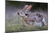 Black-tailed jackrabbit feeding on leaves, Texas, USA-Karine Aigner-Mounted Photographic Print