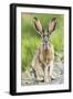 Black-tailed jackrabbit, Malheur National Wildlife Refuge, Oregon.-William Sutton-Framed Photographic Print