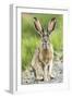 Black-tailed jackrabbit, Malheur National Wildlife Refuge, Oregon.-William Sutton-Framed Photographic Print