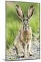 Black-tailed jackrabbit, Malheur National Wildlife Refuge, Oregon.-William Sutton-Mounted Photographic Print