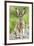 Black-tailed jackrabbit, Malheur National Wildlife Refuge, Oregon.-William Sutton-Framed Photographic Print