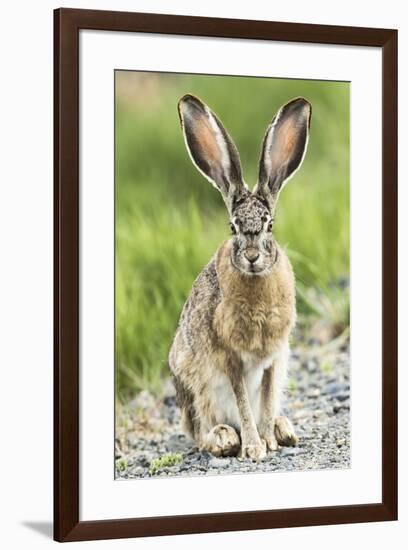 Black-tailed jackrabbit, Malheur National Wildlife Refuge, Oregon.-William Sutton-Framed Photographic Print