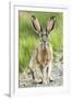 Black-tailed jackrabbit, Malheur National Wildlife Refuge, Oregon.-William Sutton-Framed Photographic Print