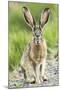 Black-tailed jackrabbit, Malheur National Wildlife Refuge, Oregon.-William Sutton-Mounted Photographic Print