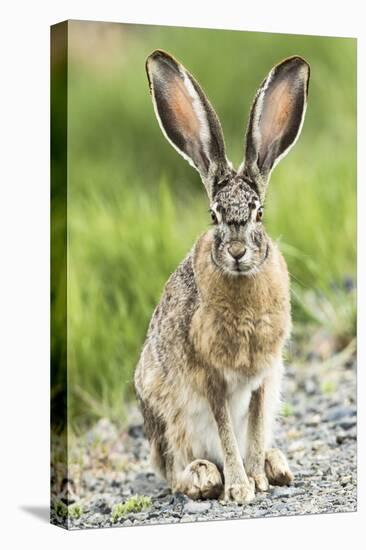 Black-tailed jackrabbit, Malheur National Wildlife Refuge, Oregon.-William Sutton-Stretched Canvas