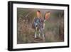 Black-tailed jackrabbit running through grassland, Texas, USA-Karine Aigner-Framed Photographic Print