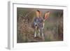 Black-tailed jackrabbit running through grassland, Texas, USA-Karine Aigner-Framed Photographic Print