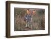 Black-tailed jackrabbit running through grassland, Texas, USA-Karine Aigner-Framed Photographic Print