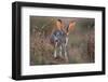 Black-tailed jackrabbit running through grassland, Texas, USA-Karine Aigner-Framed Photographic Print