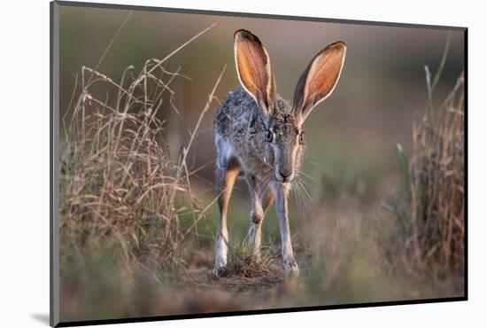 Black-tailed jackrabbit running through grassland, Texas, USA-Karine Aigner-Mounted Photographic Print