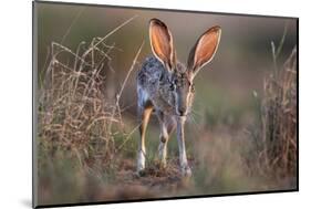 Black-tailed jackrabbit running through grassland, Texas, USA-Karine Aigner-Mounted Photographic Print